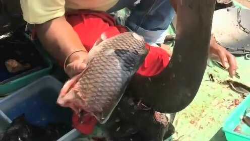 为买特价鱼将鱼踩死
